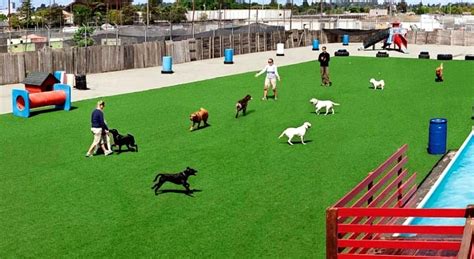 The dog play spot - This service includes a full day of play with other canine buddies plus overnight care in a private 4x6x6 cabin or crate if preferred. On the final day of boarding dogs picked up after 11 am will be charged a half-day daycare rate of $31.00. Multi-dog suite-$55 per night for the first dog, $80 per night for 2 dogs and $105 per night for 3 dogs. 